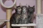 Maine Coon Blue, Blue&white, Black mackerel tabby