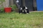 Niedliche Border Collie Welpen abzugeben!