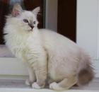 ** Traumhafter reinrassiger Birmakater sucht dringend liebevolle Besitzer **