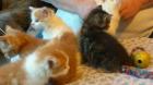 Main Coon mix  Kitten suchen neuen Kuschelplatz