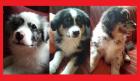 Australian Shepherd Welpen mit ASCA Papieren