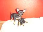 Zwei Russische Toy Terrier 