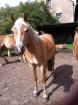 Haflinger Stute