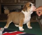 Englische Bulldogge Welpen