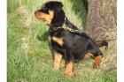 Top-Rottweilerwelpen!!!