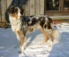 Australian Shepherd Welpen/Wurfmeldung