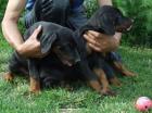 Reinrassige Dobermannwelpen mit VDH-Papieren