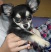 Chihuahua Welpin sucht neues Zuhause