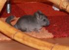 3 Chinchilla-Mädchen suchen einen neuen Pelletspender