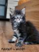 Typvolle Maine Coon Kitten m.P. abzugeben!