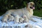 Labrador Welpen in gelb mit Ahnentafel