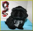 Shih Tzu Babys vom Drachenberg