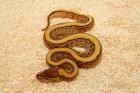 Python regius Nz2012 desert,Desert Yellowbelly desert Pinestripe,Lesserpastel u.