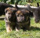 Schäferhund-Welpen Zwinger von der Einflugschneise ab 07.09.12