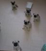 Mops-Kinder suchen neue Eltern!