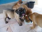 Bullmastiff welpen reinrassig mit stammbaum