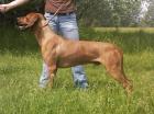 Rhodesian Ridgeback Deckrüde