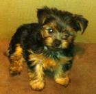 Suesser frecher Yorkie ruede