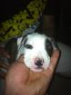 Staffordshire Terrier Mix welpen