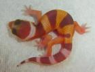 Leopardgeckos aus2021 von MT-Reptilez