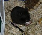 Schwarze Goldhamsterjungs suchen ein Zuhause