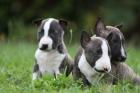 Miniatur Bullterrier Welpen mit VDH Papieren