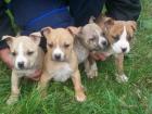 SUCHE AMERICAN STAFFORDSHIRE TERRIER WELPE (RÜDE)!!!!!!!!!!!