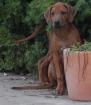 Rhodesian Ridgeback Welpen aus TOP Verpaarung 