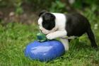 Boston Terrier Welpen / Hunde