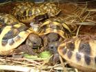 Nachzuchten von Griechischen Landschildkröten