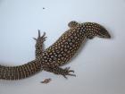 1.0 Varanus acanthurus  DNZ 09 Zuchtmännchen aus Auswahlzucht