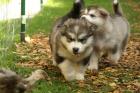 Alaskan Malamute zu verkaufen