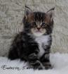 Schmusige Maine Coon Kitten mit FIF -Stammbaum