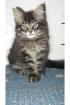 Typvoller Maine Coon Kitten Kater sucht Dich 