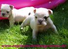 Miniaturbulldoggen, Mini English Bulldog Welpen zu vergeben