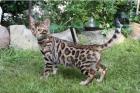 Wohnzimmerleoparden, Bengalkitten, Bengalen