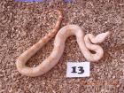 Boa C. I. Albino Kahl Linie Coral DNZ2021