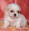 Excellente Shih Tzu Welpen aus Top Linien mit Papieren