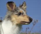 Amerikanische Colliewelpen in tricolor und blue-merle