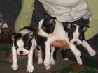 BOSTON TERRIER WELPEN