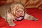 Foxred Labrador Retriever Welpen   Karamellbonbons der besonderen Art 