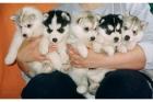 6 Reinrassige Siberian Husky