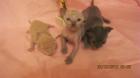 SELTEN - Exclusive, reinrassige Cornish Rex Baby Kitten - BLAUPOINT, BLAU und CA