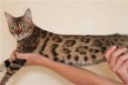 Bengalkatzen-Bengalkater