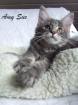   ..  Bezaubernde Maine Coon  Kitten in BLUE  ..  