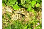 Landschildkröten griechische und Maurische zu verkaufen