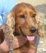 Henry, Cocker Spaniel: Er hat 6 Jahre Elend hinter sich