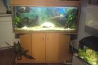 Aquarium auflösung 250l becken mit fische unterschrank und 8 weiteren becken und