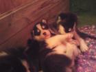 Huskywelpen suchen neuen Besitzer....