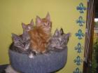 Maine Coon Babys abzugeben 